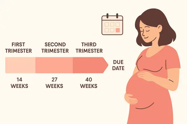 How to Use a Pregnancy Calculator to Estimate Your Due Date